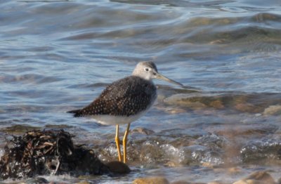 Greater Yellowlegs  - juv.  - Duxbury Beach, MA  - Oct. 7, 2011  - shows light base of bill