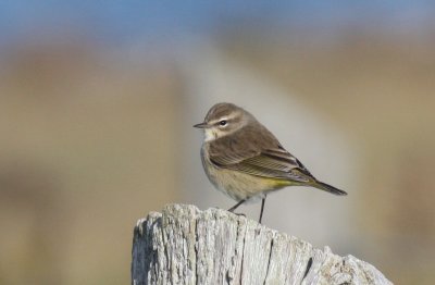 Palm Warbler (Western)  - Duxbury Beach, MA  - Oct. 7, 2011.jpg