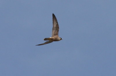 Peregrine - Duxbury Beach, MA  - Oct. 7, 2011