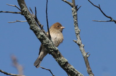 Indigo Bunting - Duxbury Beach, MA  - Oct. 7, 2011