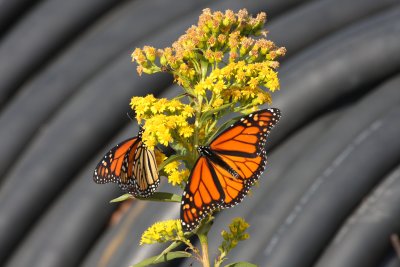 Monarchs & Goldenrod - familar sight everywhere on Oct. 7, 2011