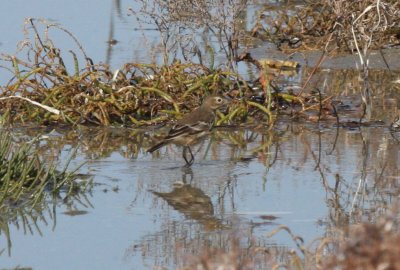 American Pipit - Duxbury Beach, MA - Oct 8, 2011