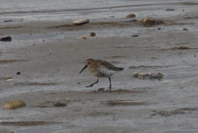 Dunlin - Duxbury Beach, MA - Oct 12, 2011 delayed molt
