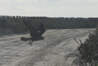 Peregrine - foiled by Dunlin  - Duxbury Beach, MA - 10-21-2010