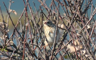 Ipswich Sparrow - 1st of season  - Duxbury Beach, MA - 10-21-2010