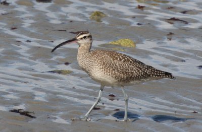 Whimbrel juv. - Duxbury Beach, MA - Oct. 22, 2011