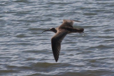 Whimbrel juv. - Duxbury Beach, MA - Oct. 22, 2011 in flight