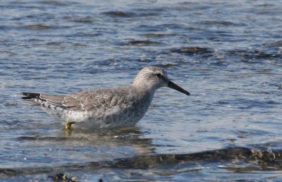 Red Knot - Duxbury Beach, MA - Oct. 22, 2011