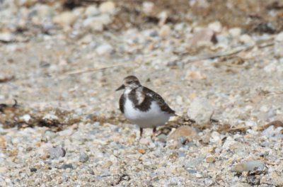 Ruddy Turnstone - Duxbury Beach, MA - Oct. 22, 2011 - fattened up for migration!