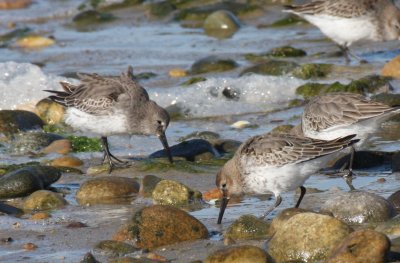 Dunlin  - Duxbury Beach, MA - Oct. 22, 2011 - note variation in head color plumage