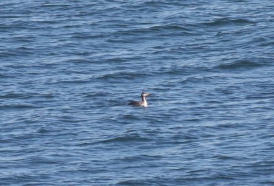 Red-necked Grebe -  - Duxbury Beach, MA - Oct. 22, 2011 - early arrival