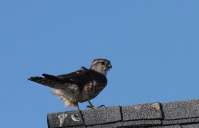 Merlin - Duxbury Beach, MA - Gurnet - 10-25-2011