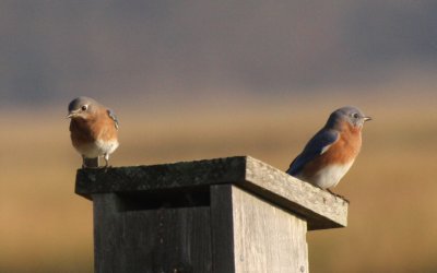 Bluebirds - Duxbury, MA 10-24-2011