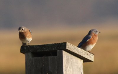 Bluebirds - Duxbury, MA  10-24-2011