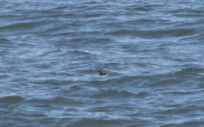 Harlequin Duck - non-breeding male - Duxbury Beach MA - Nov. 2, 2011