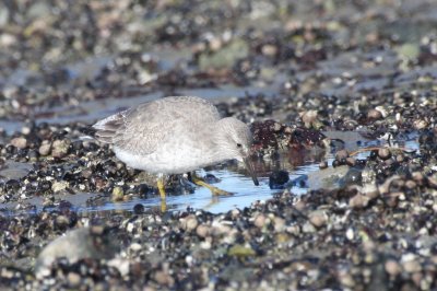 Red Knot - Duxbury Beach MA - Nov. 2, 2011