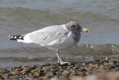 Herring Gull 4th year plumage - Duxbury Beach, MA - Nov 5, 2011