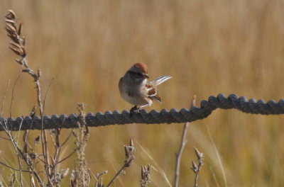 American Tree Sparrow - Duxbury Beach, MA - Nov. 5, 2011