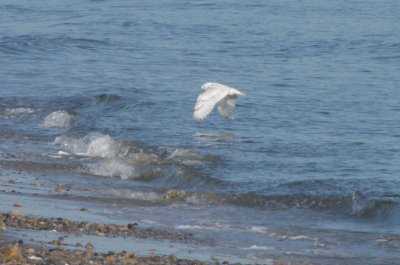 Snowy Owl - Duxbury Beach, MA - Nov 8, 2011 (1st of 4 shots)
