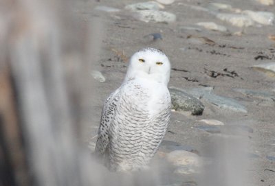 Snowy Owl - Duxbury Beach, MA - Nov 8, 2011 (3rd of 4 shots)
