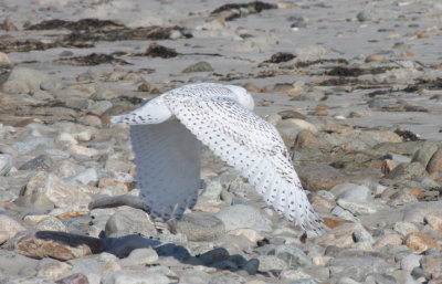 Snowy Owl - Duxbury Beach, MA - Nov 8, 2011 (4th of 4 shots)