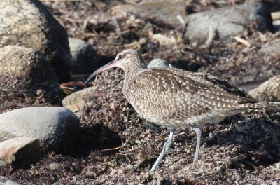 Whimbrel - Duxbury Beach, MA - Nov 8, 2011