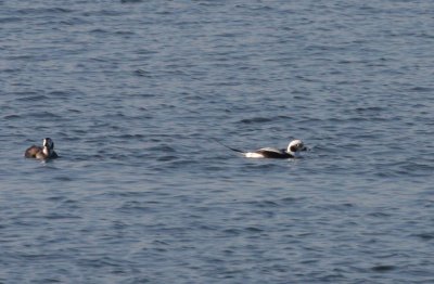 Long-tailed Ducks - Duxbury Beach, MA - Nov 8, 2011