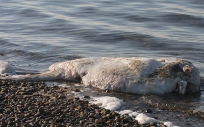 Ocean Sunfish (Mola Mola) carcass on bay side - Duxbury Beach, MA - Nov 8, 2011