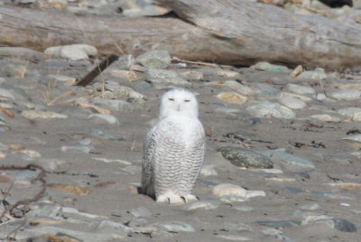 Snowy Owl - Duxbury Beach, MA - Nov 8, 2011 (2nd of 4 shots) - note size of talons!!!