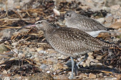 Whimbrel - Duxbury Beach, MA - Nov. 9, 2011