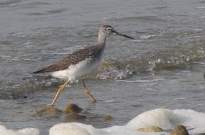 Greater Yellowlegs - Duxbury Beach, MA - Nov. 13, 2011