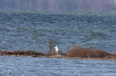 Snowy Owl - Duxbury Beach, MA - Nov. 24, 2011