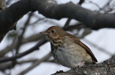 Hermit Thrush - Duxbury Beach, MA - Nov. 24, 2011