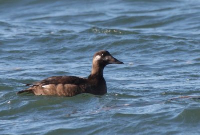White-winged Scoter - Duxbury Beach, MA - Nov. 24, 2011