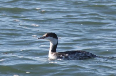 Horned Grebe - Duxbury Beach, MA - Nov. 24, 2011