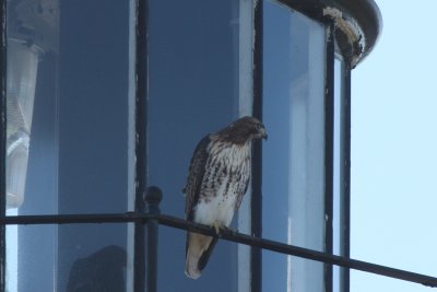 Red-tailed Hawk on the Gurnet Lighthouse - Duxbury Beach,MA - Nov. 25, 2011