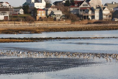 Dunlin w Sanderlings - Crescent Beach - Plymouth, Ma Nov 26, 2011