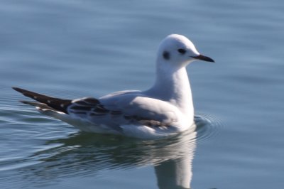 Bonaparte's Gull (1st cycle) - at the Duxbury Town Landing - Dec. 11, 2011 (3 of 3)