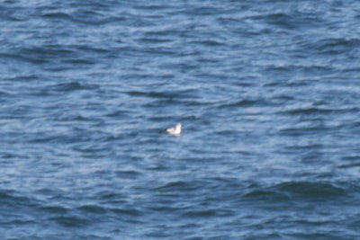 Black Guillemot - Duxbury Beach - off Gurnet - Dec 11, 2011