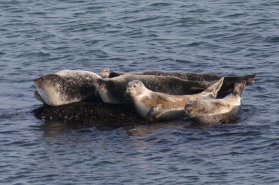 Harbor Seals - Duxbury Beach - Dec. 30, 2011
