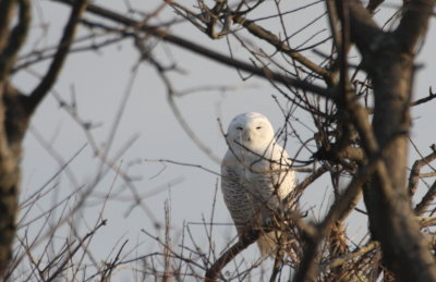 Snowy Owl - Duxbury Beach, MA - Dec. 30, 2011 b