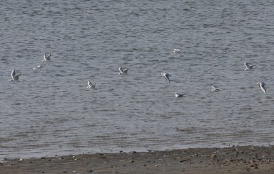 Bonaparte's Gulls - Duxbury Beach, MA - Dec. 30, 2011