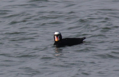 Surf Scoters - Duxbury Beach, MA - Dec. 30, 2011 b