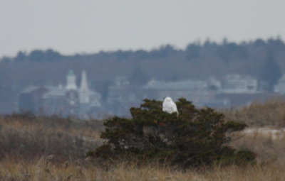 Snowy Owl - Duxbury Beach - Dec 15, 2011 - Gurnet marsh