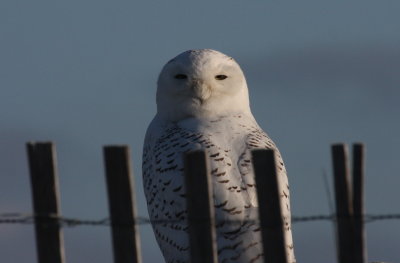 Snowy Owl - Duxbury Beach - Jan. 4, 2012