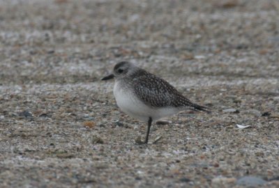 Black-bellied Plover (juv.) - Duxbury Beach - Jan. 6, 2012