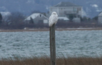 Snowy Owl - Duxbury Beach - Jan. 6, 2012