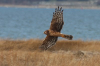 Northern Harrier (juv.) - Duxbury Beach - Jan. 6, 2012