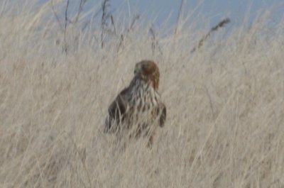 Northern Harrier (ad. fem.) - Duxbury Beach - Jan. 6, 2012