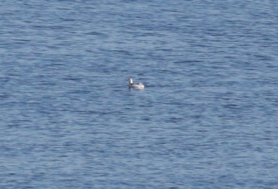 Black Guillemot - Duxbury Beach - Jan. 1, 2012